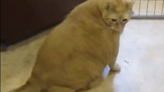 Spongebob, the 33-Pound Cat-Daddy of Cuddles, Dies of a Broken Heart
